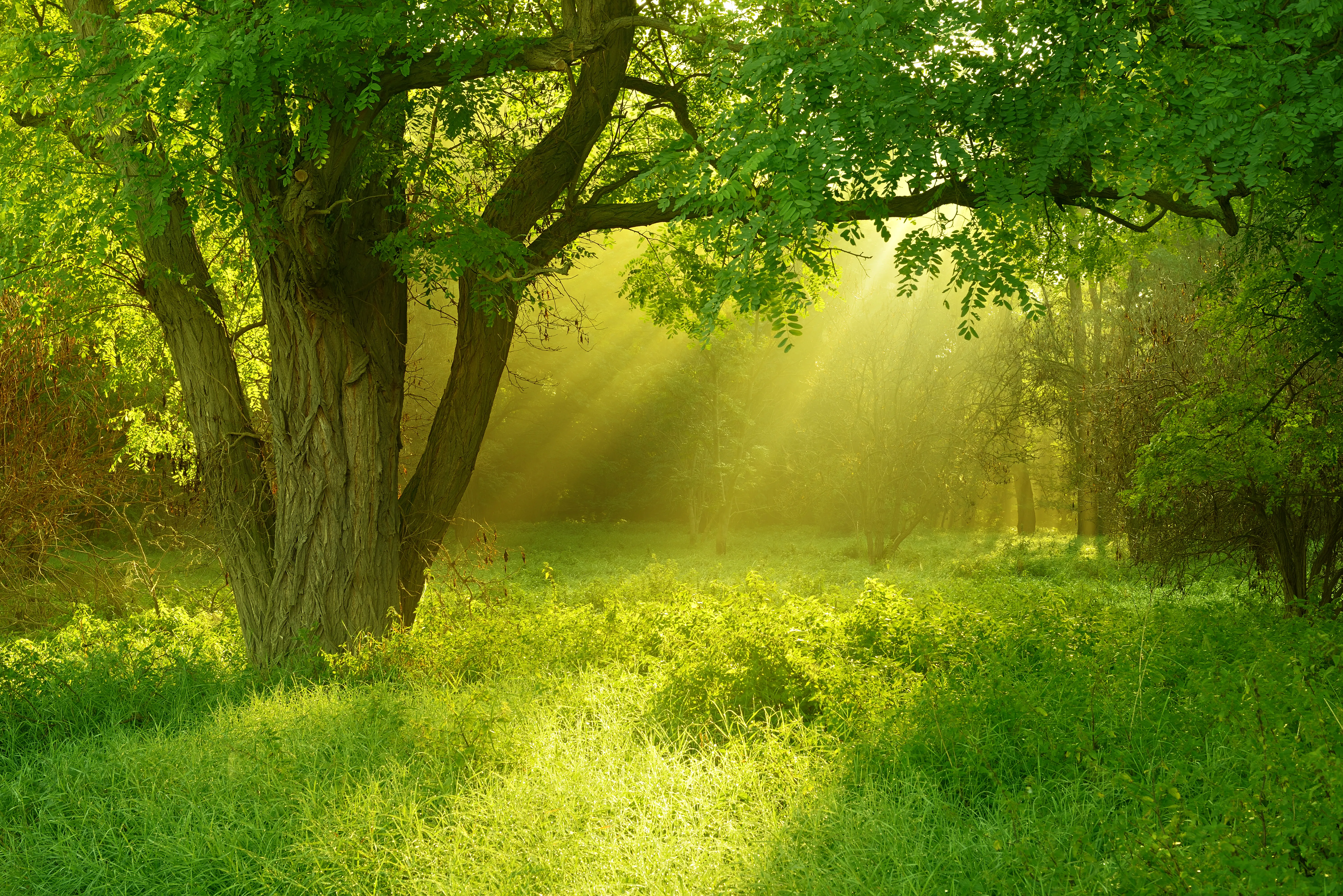 Robinia forest Transylvania