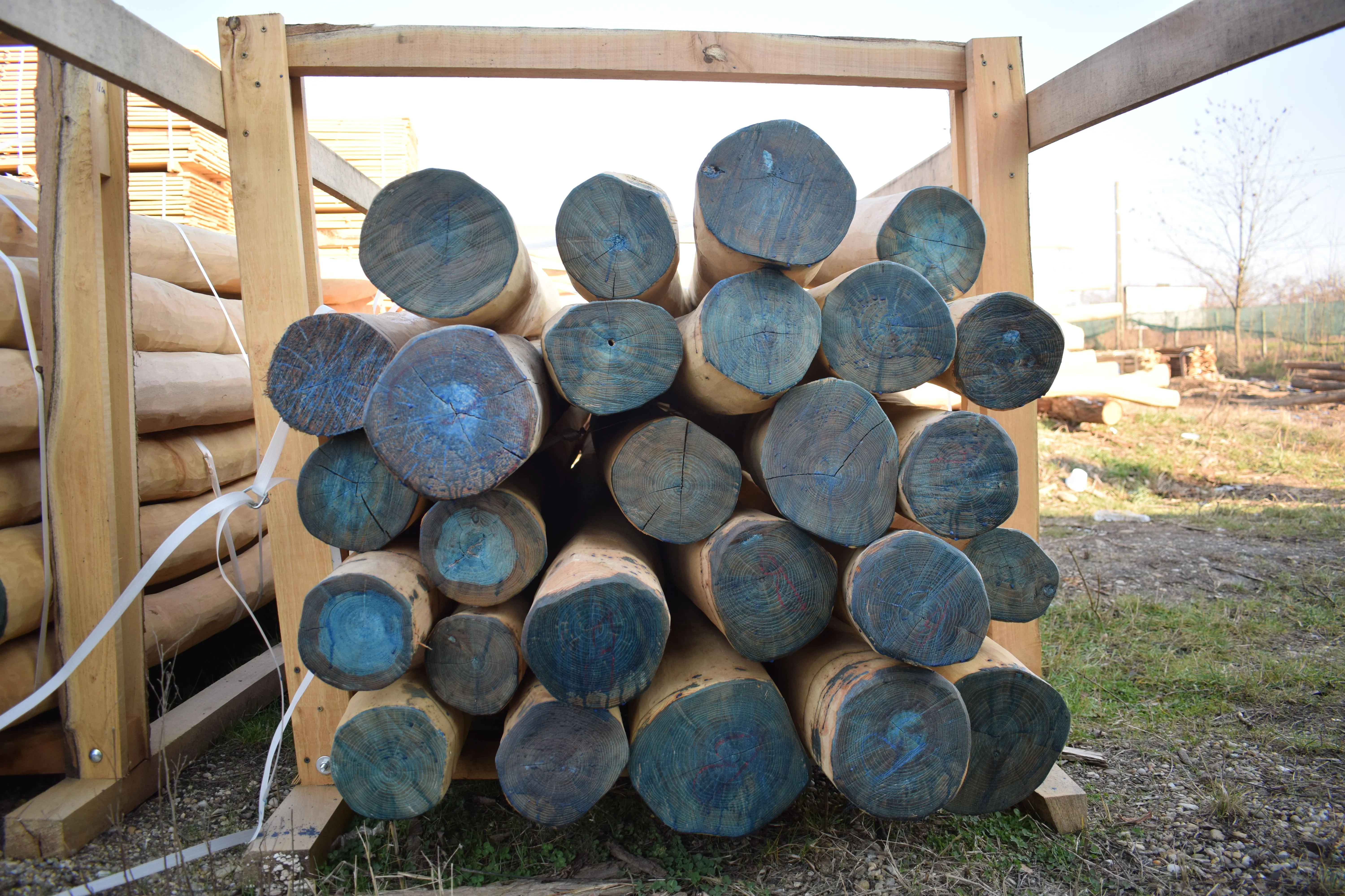Robinia Round Poles Sapwood Free 3