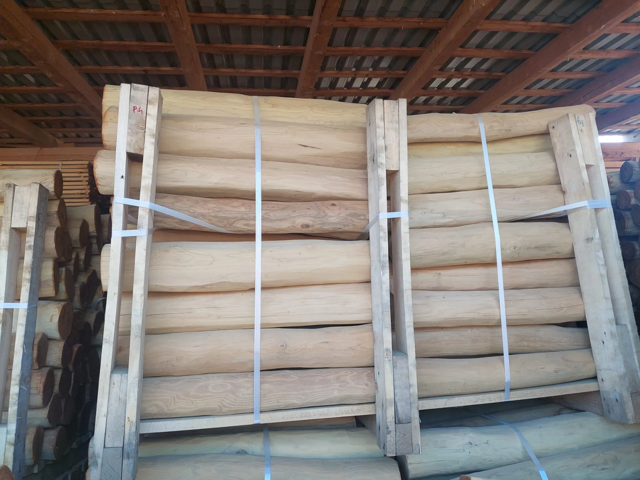 Robinia Palisades Natur 3