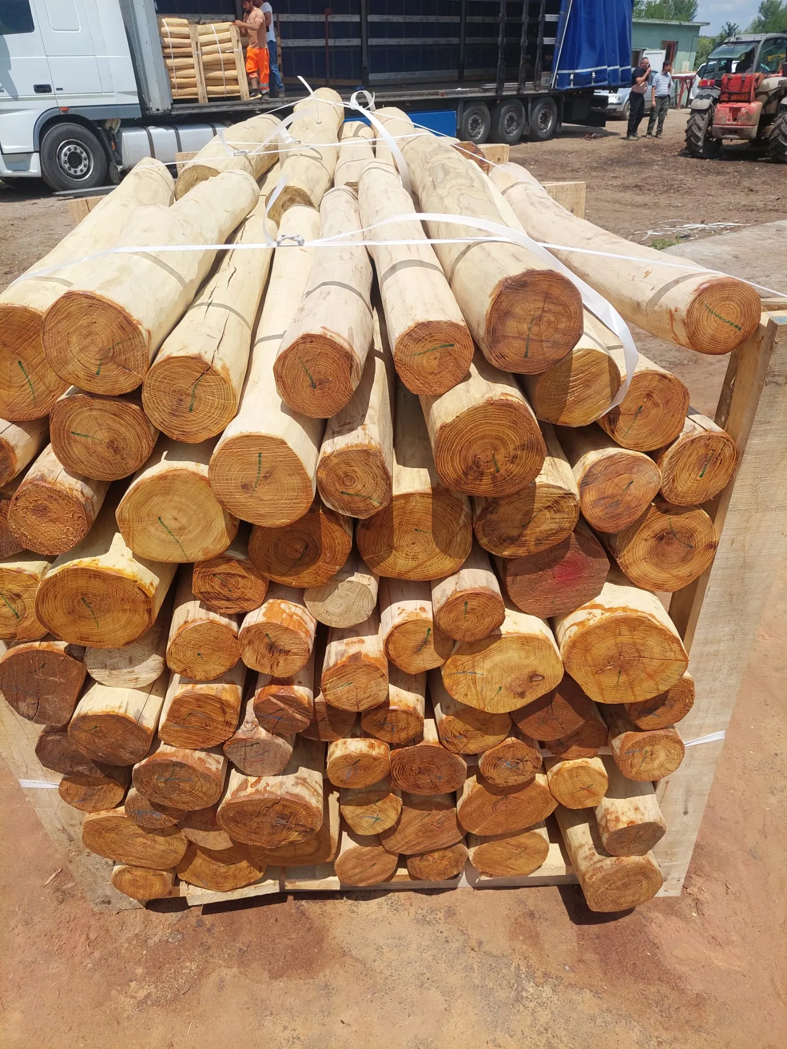 Robinia Palisades Natur 7