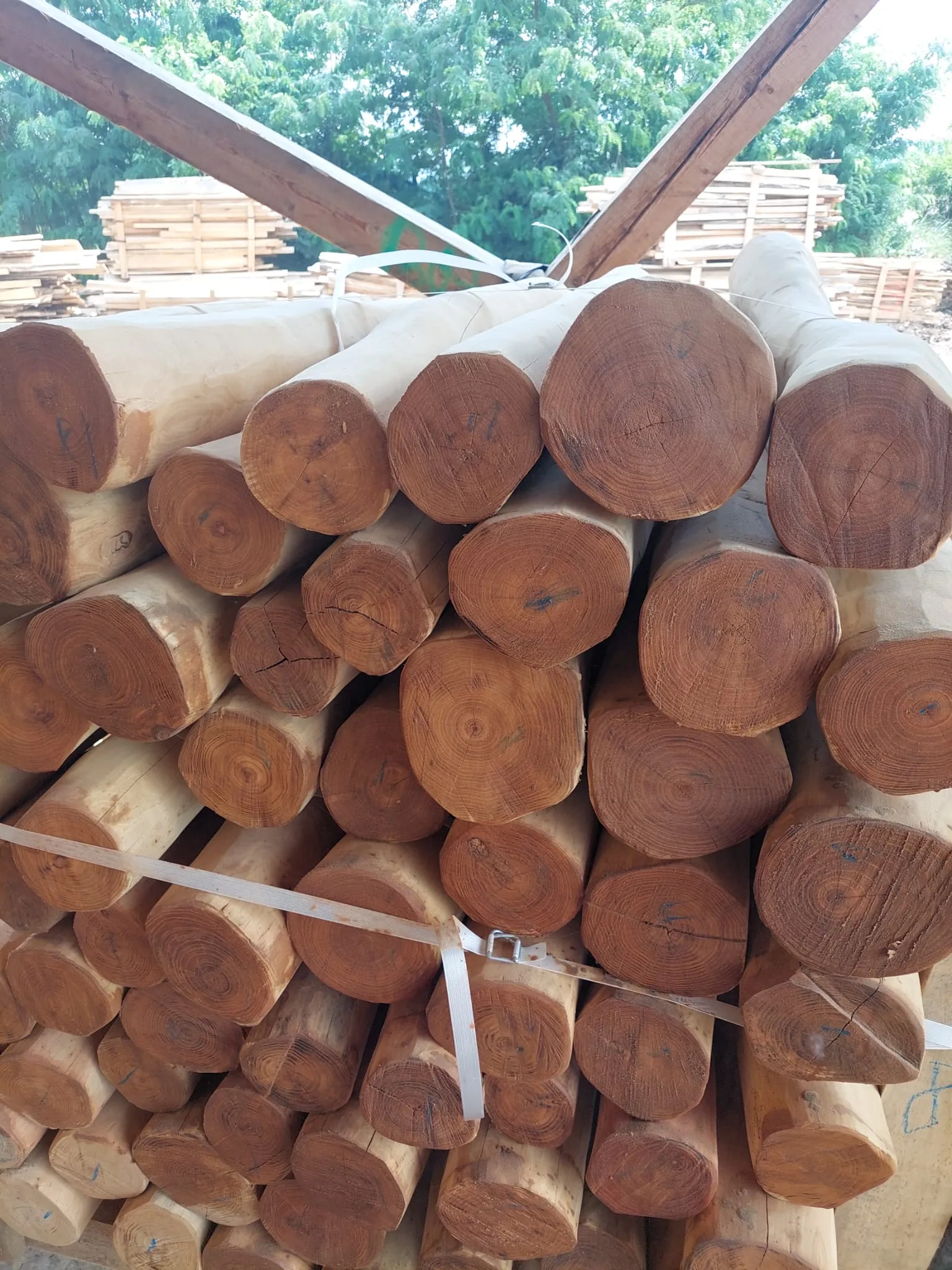 Robinia Palisades Natur 19
