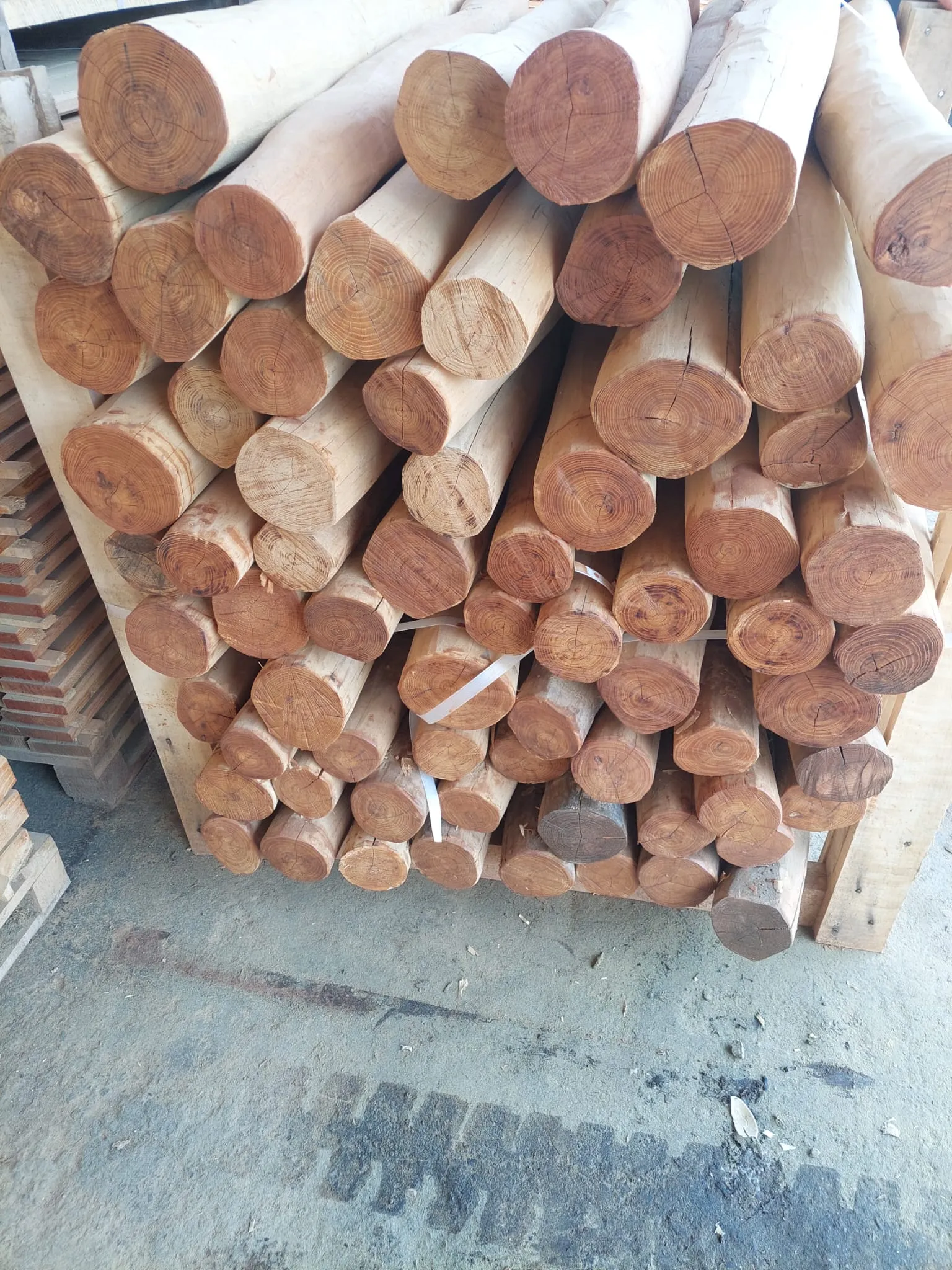 Robinia Palisades Natur 17