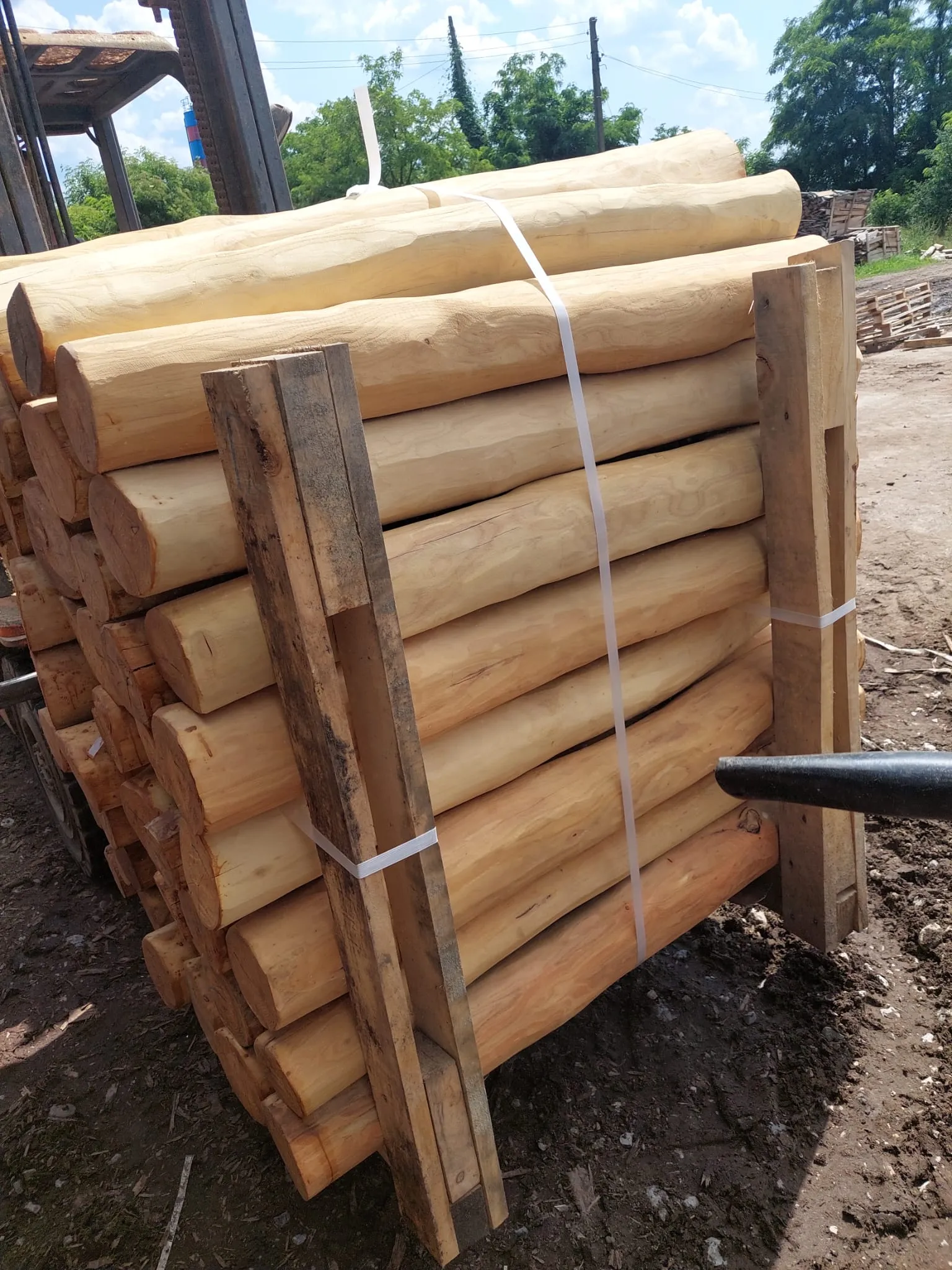 Robinia Palisades Natur 16