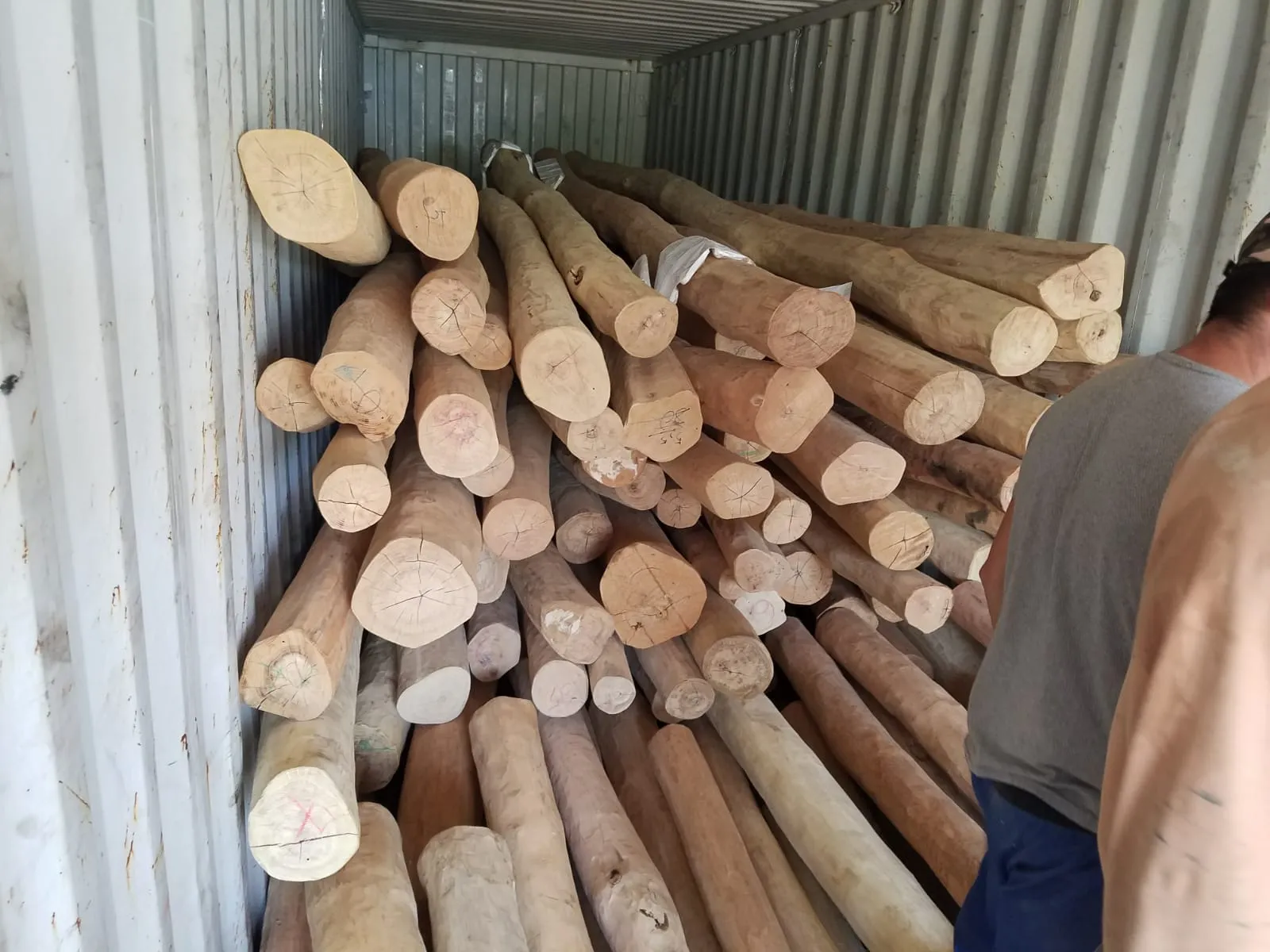 Robinia Round Poles Sapwood Free 4