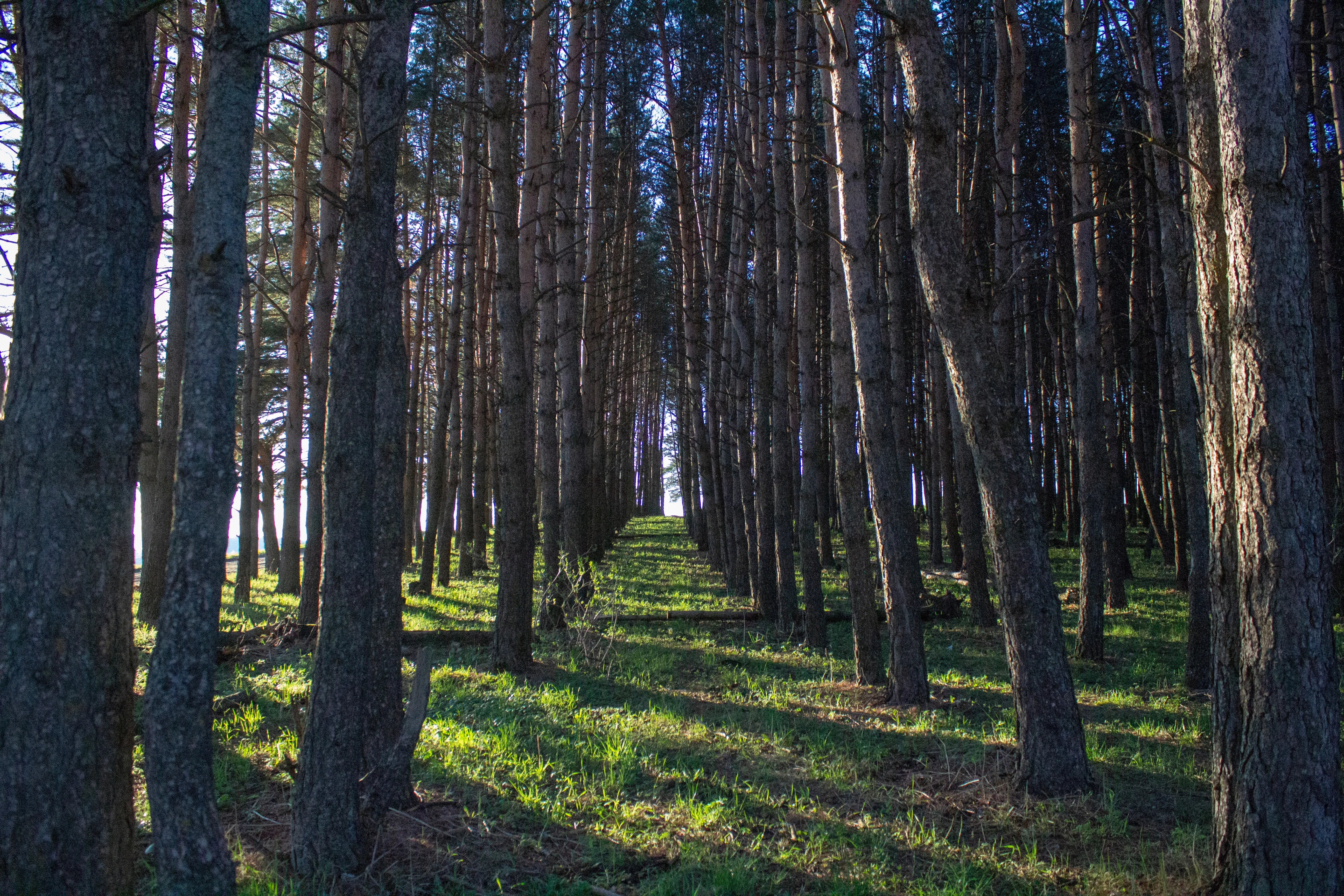 Black locust forest