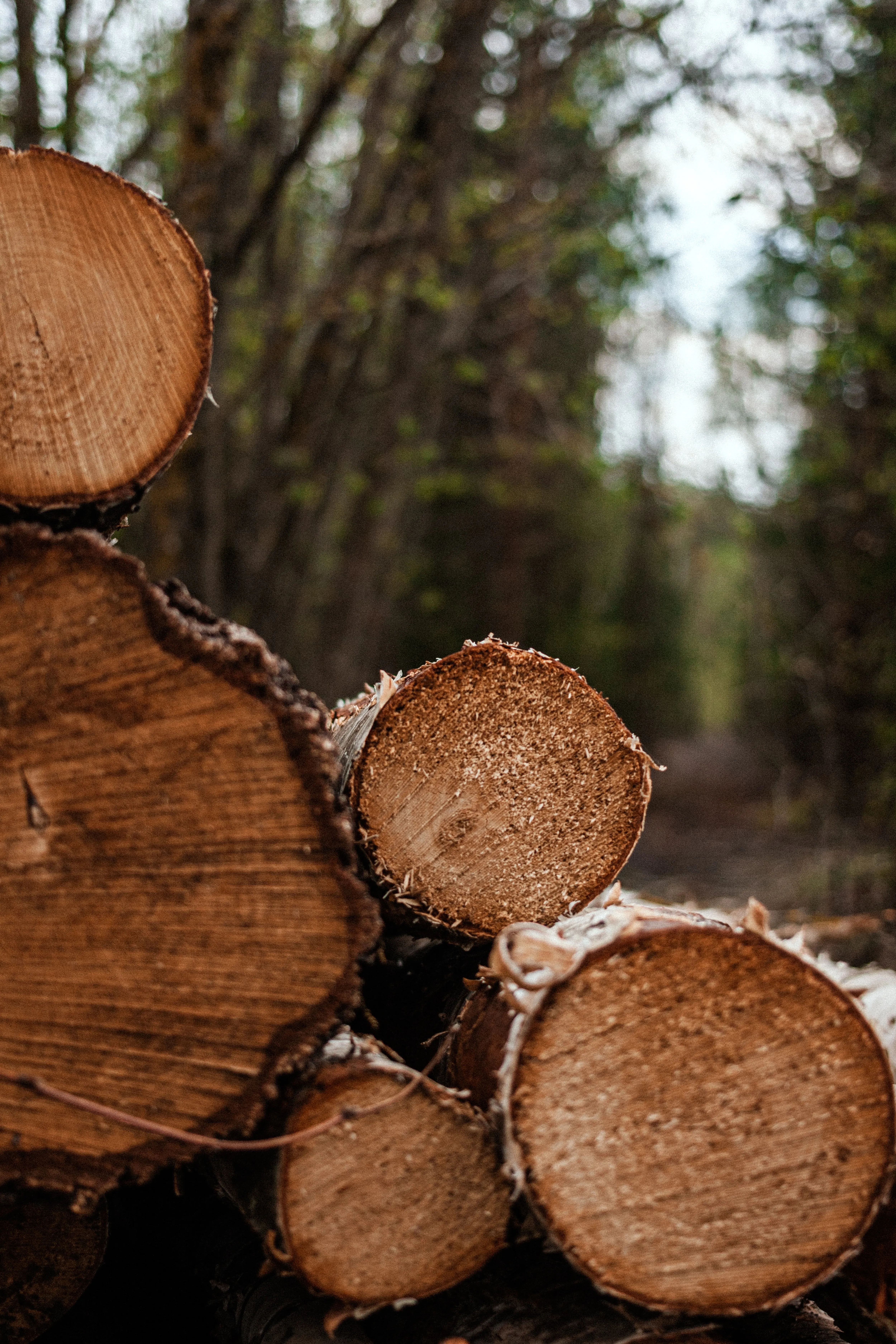 Timber logs